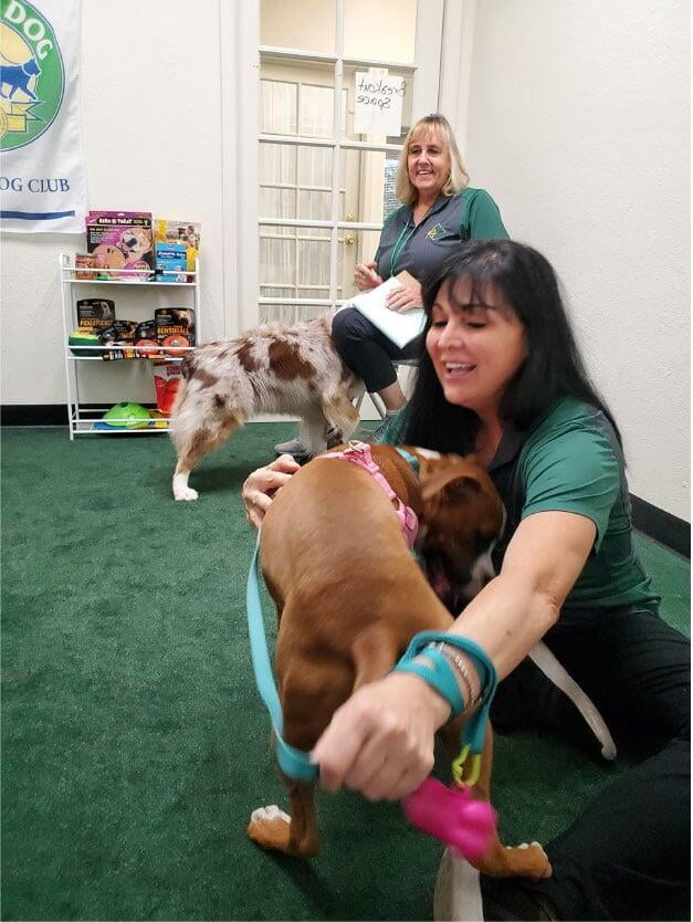 Legend Acres Dog and Horse Solutions Dog Training Online Dog